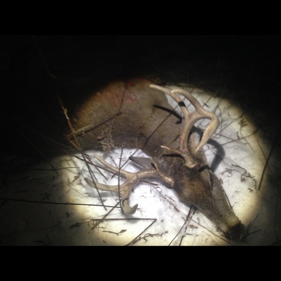 Meet your Posher, Jake - Picture 1 of 1